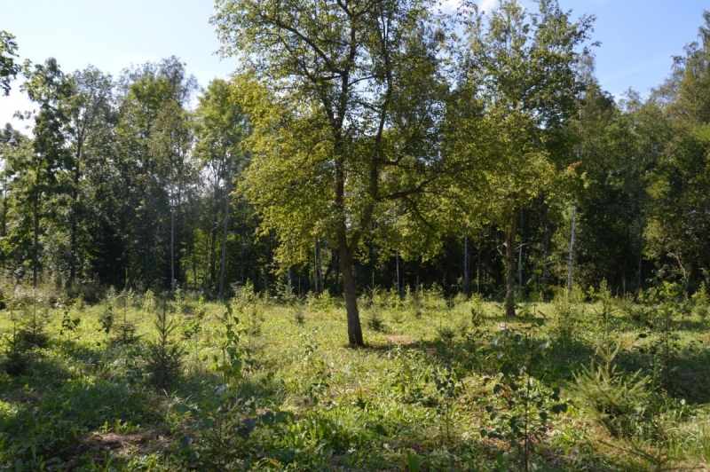 Gatis Lācis no Limbažu novada konkursā “Sakoptākais mežs” saņem “Zelta čiekuru”