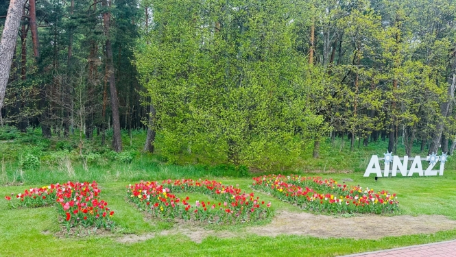 Tulpes