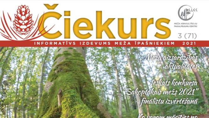 Čiekurs