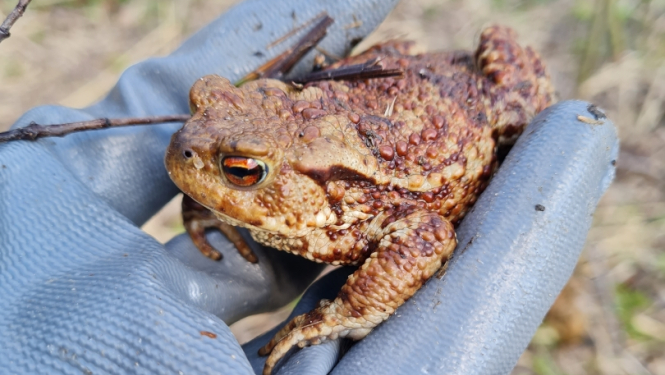 krupis