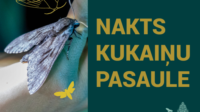 kukaini 1