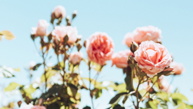 rozes1