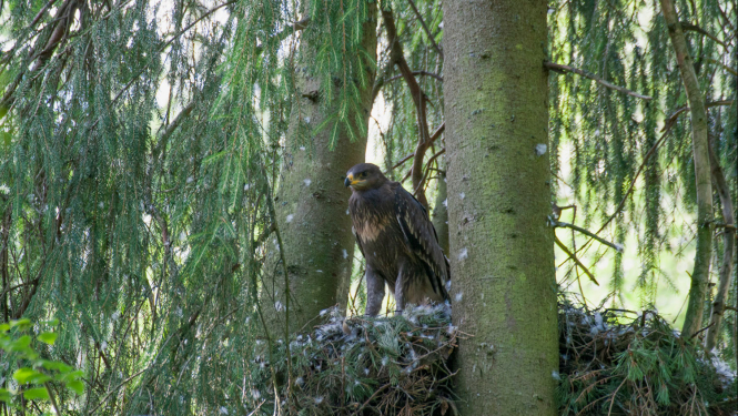 eerglis ligzdaa