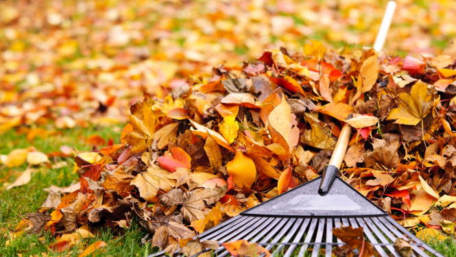 Rudens lapas