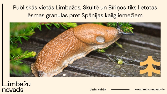 gliemezi