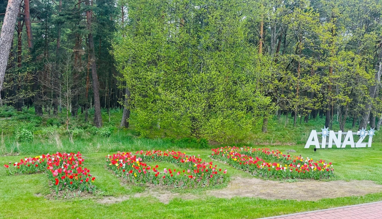 Tulpes
