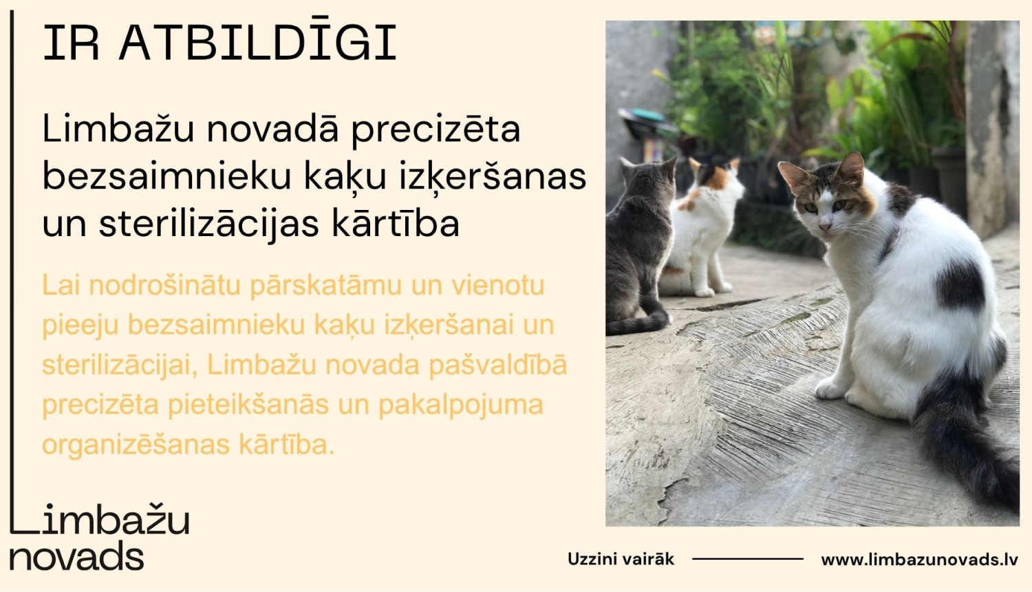 kaķi