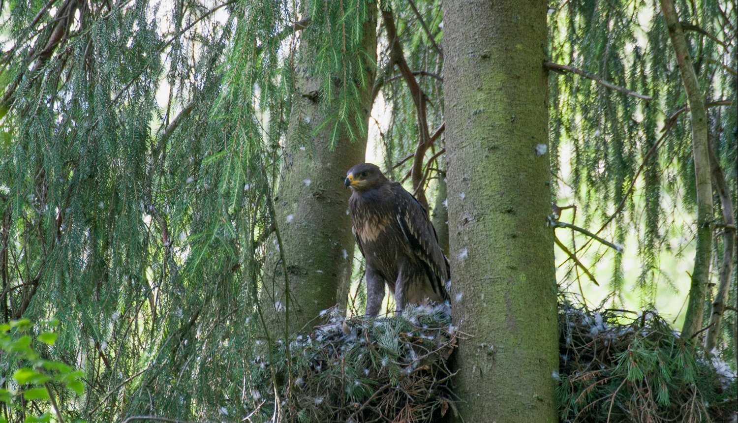 eerglis ligzdaa