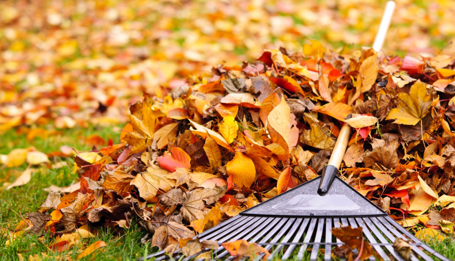 Rudens lapas