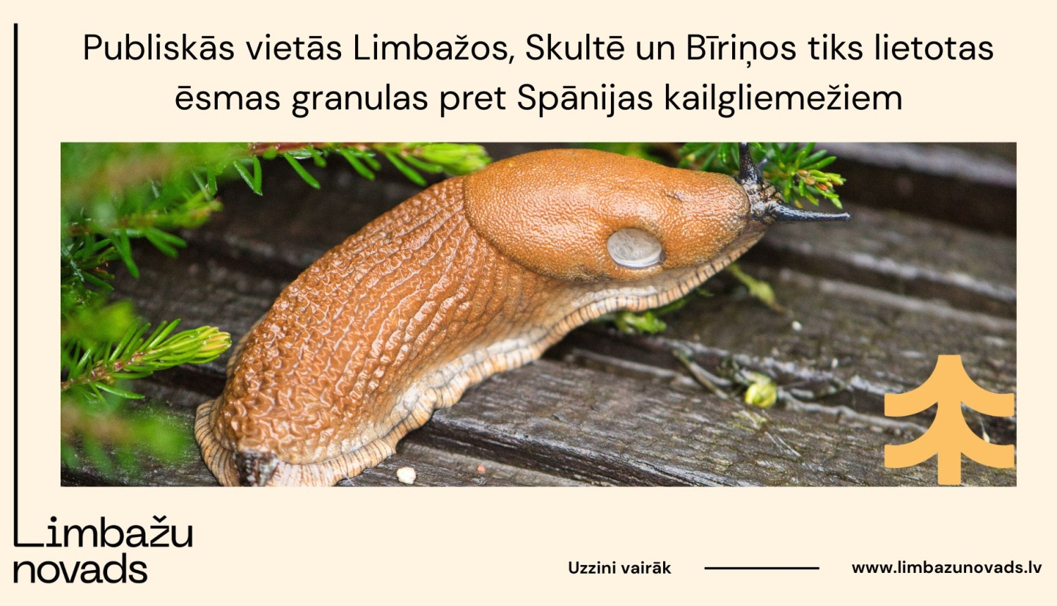gliemezi