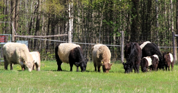 Lettonie : le « troupeau mobile » au secours des prairies côtières