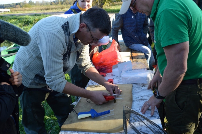 Limbažu Dūņezers papildināts ar 900 iezīmētiem vienvasaras līdaku mazuļiem