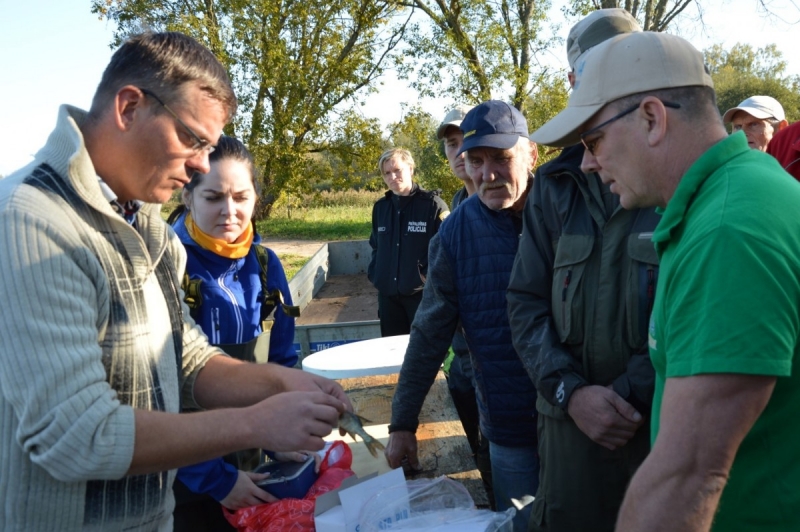 Limbažu Dūņezers papildināts ar 900 iezīmētiem vienvasaras līdaku mazuļiem