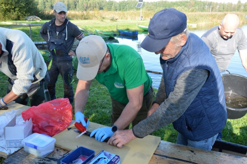 Limbažu Dūņezers papildināts ar 900 iezīmētiem vienvasaras līdaku mazuļiem