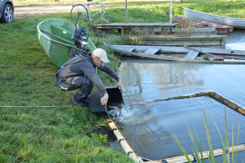 Limbažu Dūņezers papildināts ar 900 iezīmētiem vienvasaras līdaku mazuļiem