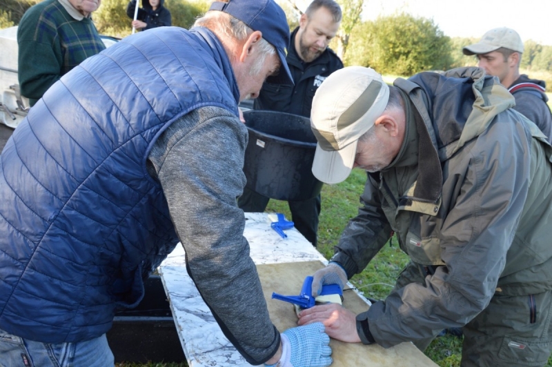 Limbažu Dūņezers papildināts ar 900 iezīmētiem vienvasaras līdaku mazuļiem