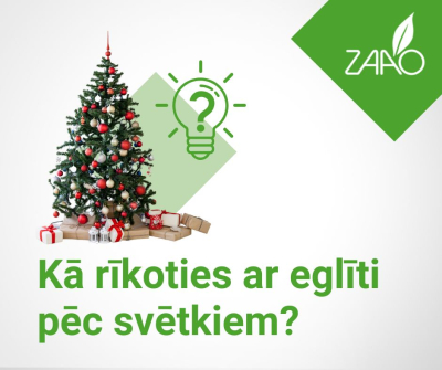 Kā rīkoties ar eglīti pēc svētkiem