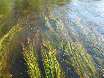 Salaca