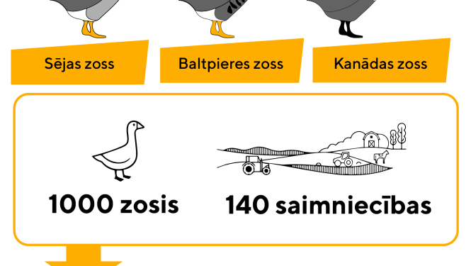 Migrējošo putnu atbaidīšanai no sējumiem šaušana nav vienīgā metode