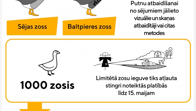 Zemnieku saimniecības varēs saņemt atļaujas migrējošo zosu atbaidīšanai no sējumiem