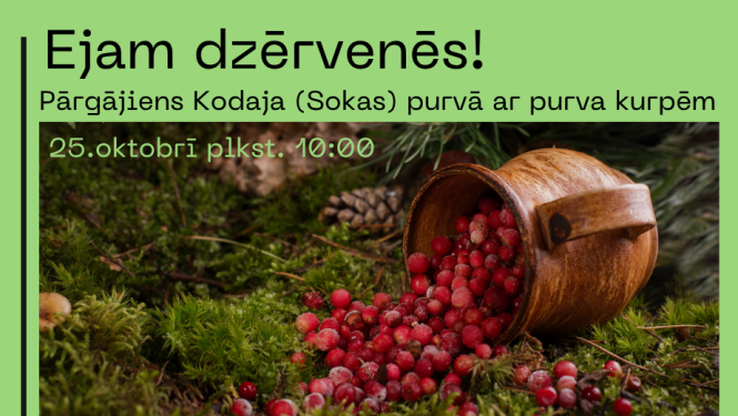 Dzērvenes