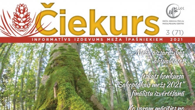 Čiekurs