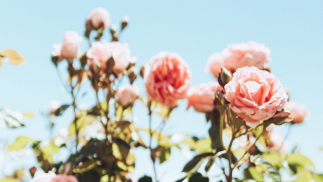 rozes1