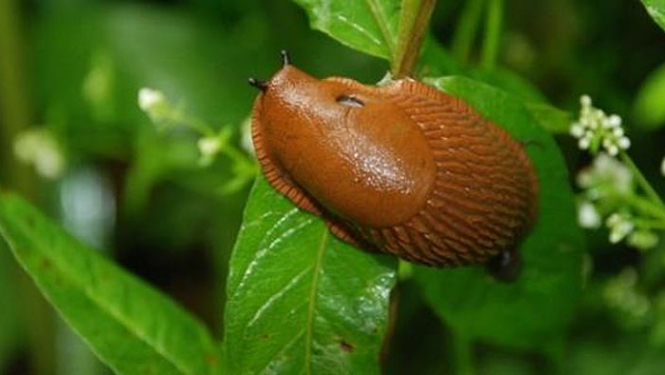 Par Spānijas kailgliemeža izplatības ierobežošanu