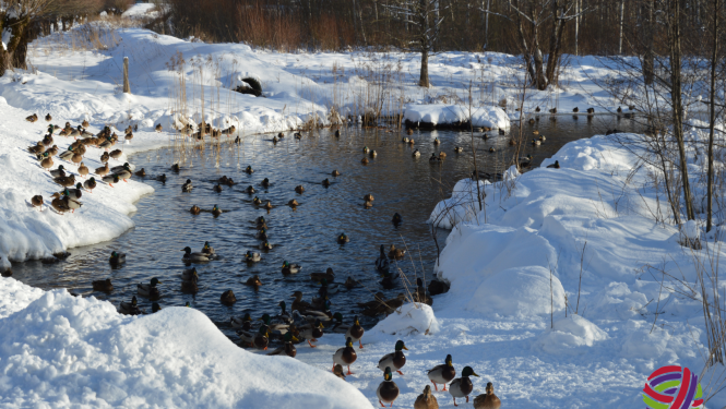 Aicinām būt draudzīgiem pret dabu un meža pīles barot ar vērtīgām un veselīgām uzturvielām