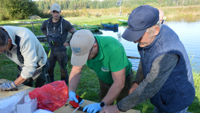 Limbažu Dūņezers papildināts ar 900 iezīmētiem vienvasaras līdaku mazuļiem