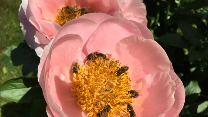 Peoniju krāšņums Limbažu pagastā