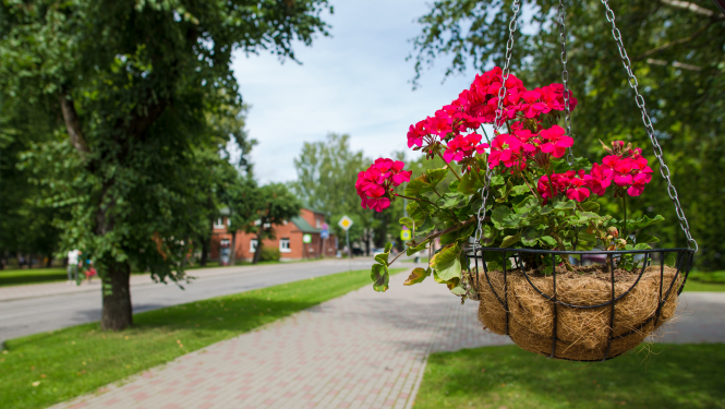 Aicinām piedalīties aptaujā par Limbažu pilsētas labiekārtojumu un ainavu