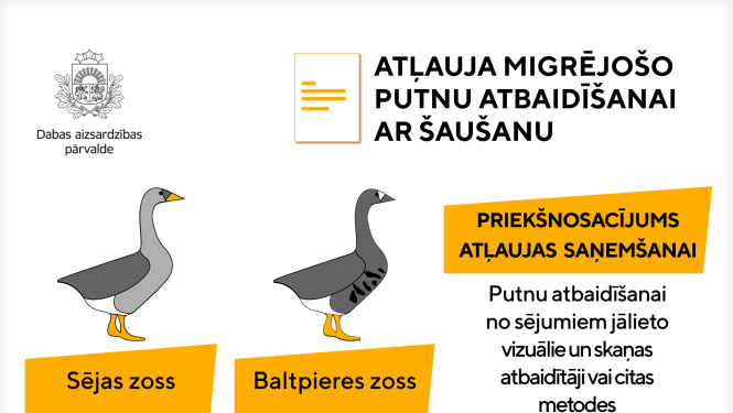 Zemnieku saimniecības varēs saņemt atļaujas migrējošo zosu atbaidīšanai no sējumiem