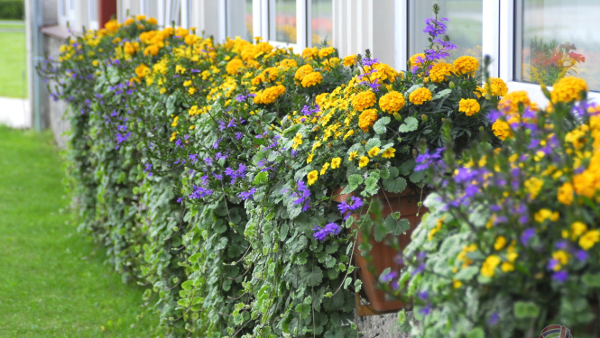 Noslēgusies aptauja par Limbažu pilsētas labiekārtojumu