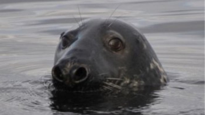 Izstrādāts Roņu aizsardzības un apsaimniekošanas plāns Latvijas ūdeņos