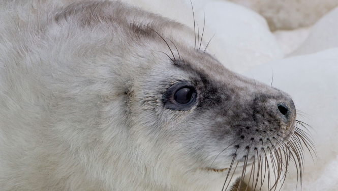 Roņu laiks liedagā tuvojas – vislabākā palīdzība ir netuvošanās un suņu turēšana pavadā