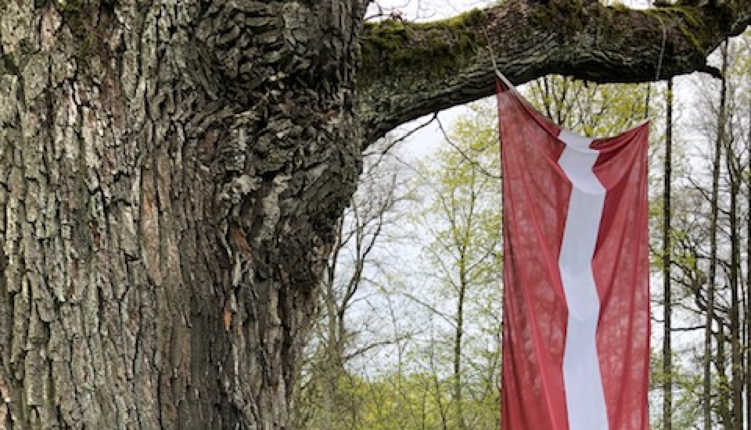 Spēkozola vasaras foto un video konkurss “Eiropas dižkoku lielvalsts Latvija”