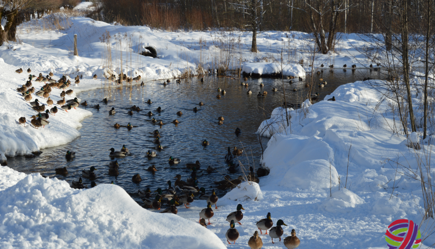 Aicinām būt draudzīgiem pret dabu un meža pīles barot ar vērtīgām un veselīgām uzturvielām