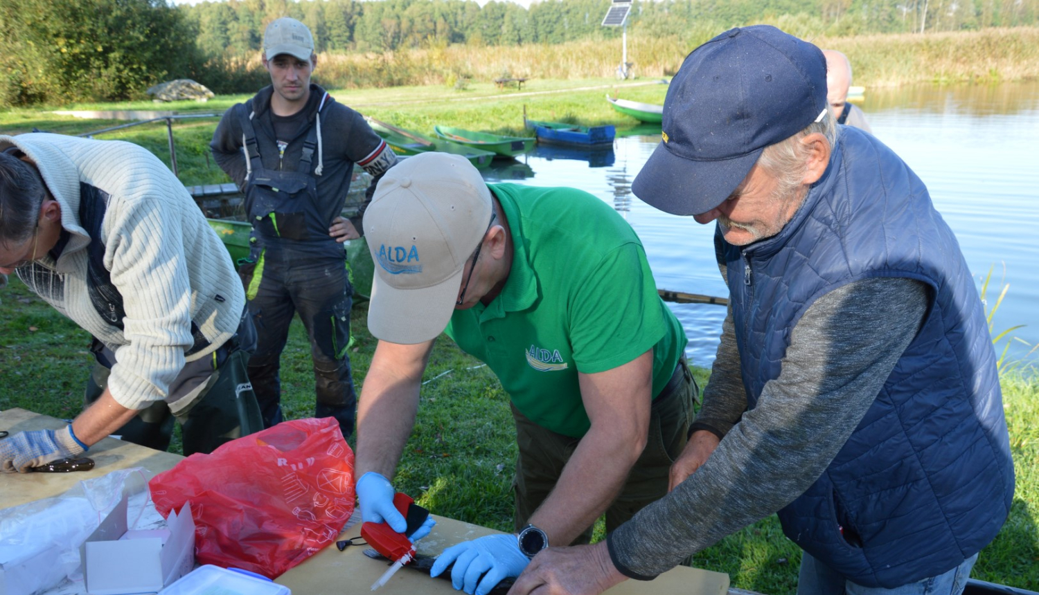 Limbažu Dūņezers papildināts ar 900 iezīmētiem vienvasaras līdaku mazuļiem