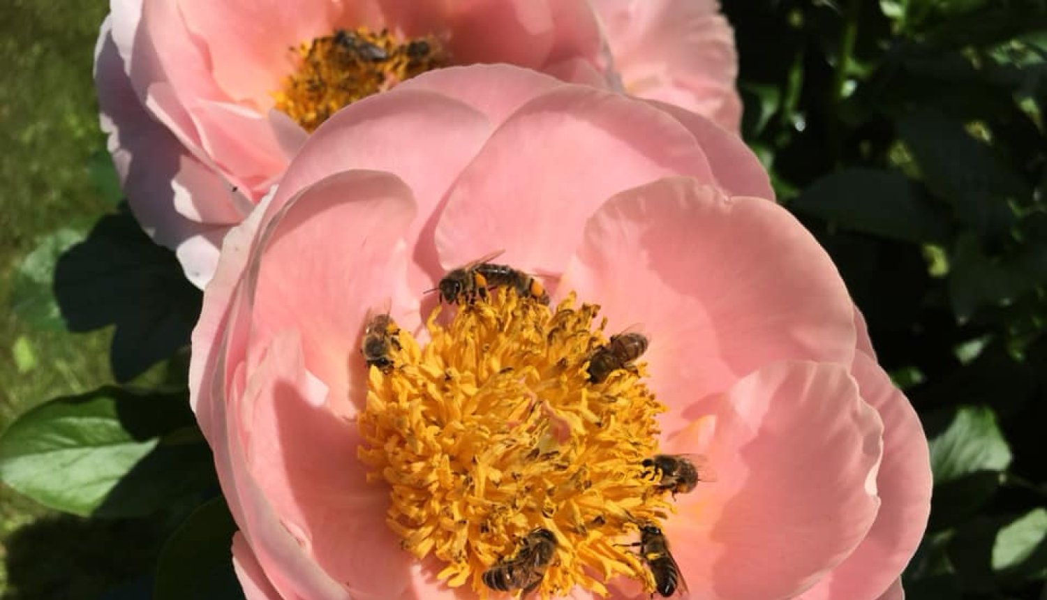 Peoniju krāšņums Limbažu pagastā