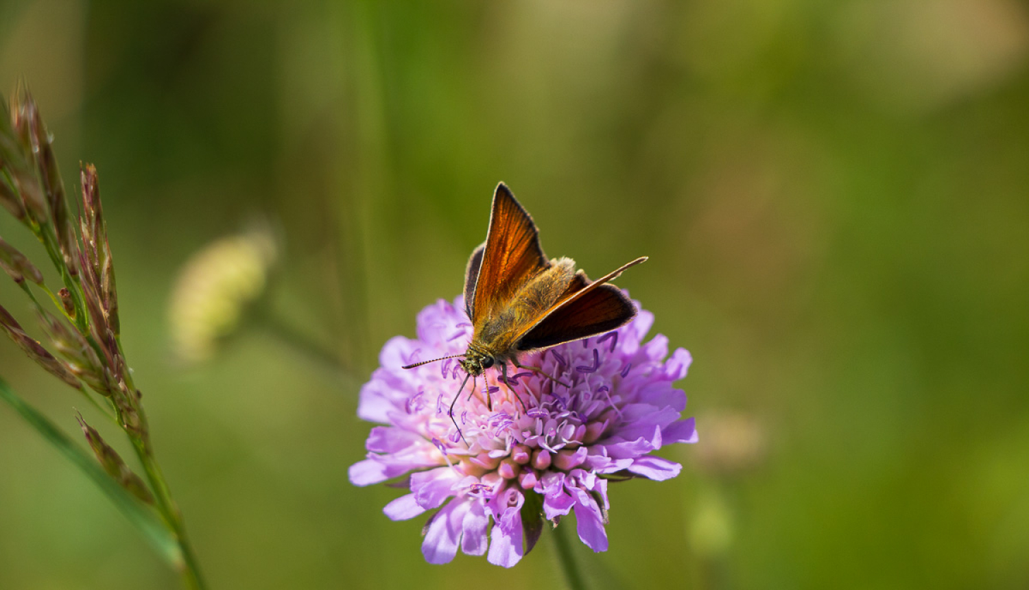 Biotopa konstatēšana ir kompliments tā īpašniekam