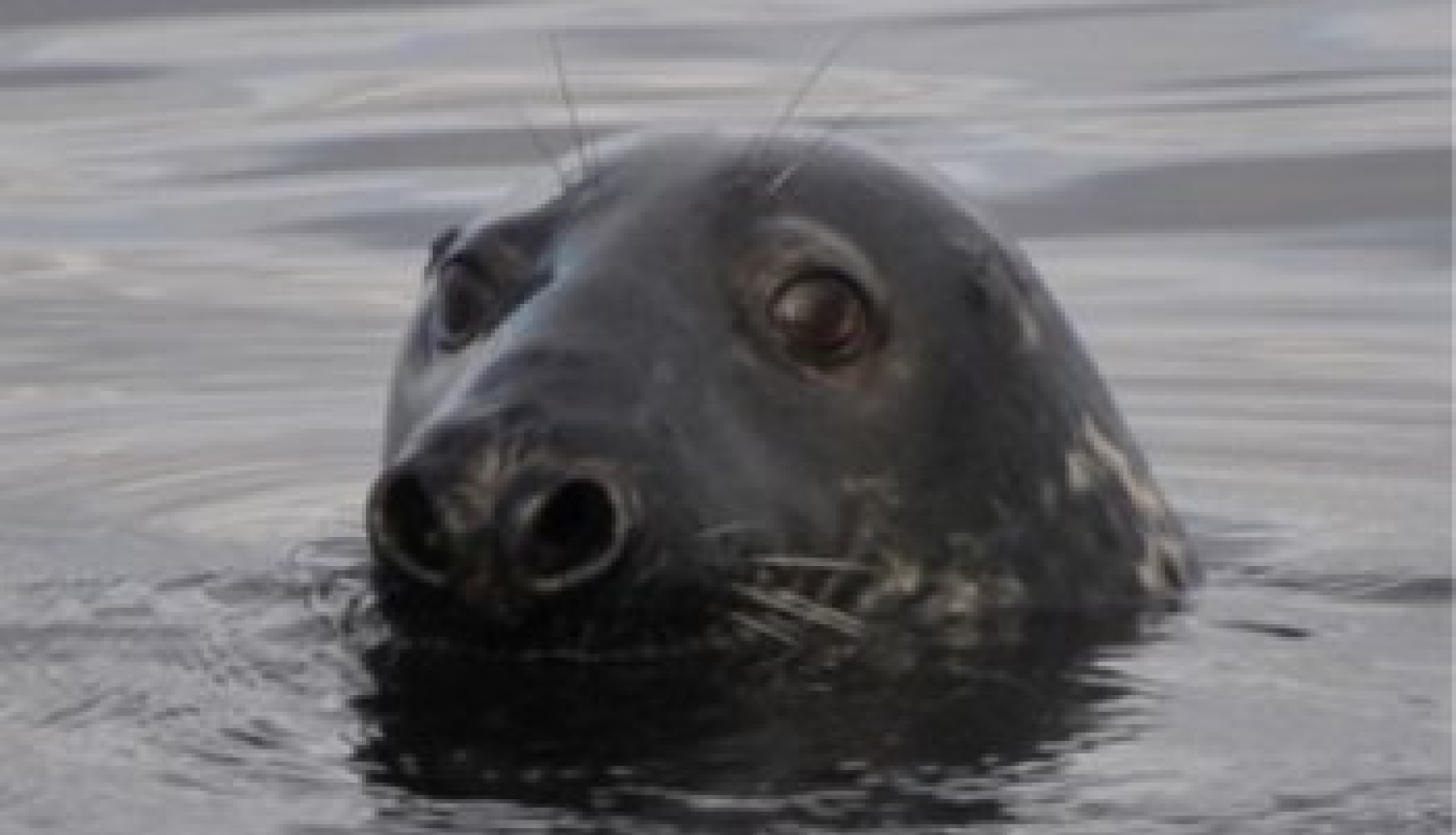 Izstrādāts Roņu aizsardzības un apsaimniekošanas plāns Latvijas ūdeņos