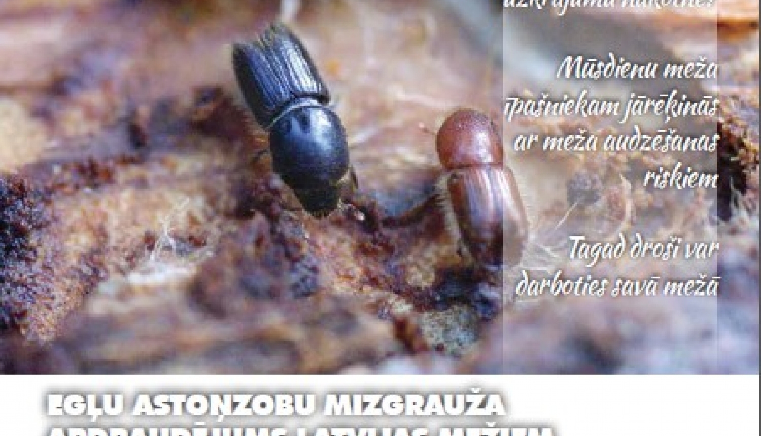 Informatīvais izdevums meža īpašniekiem “Čiekurs”