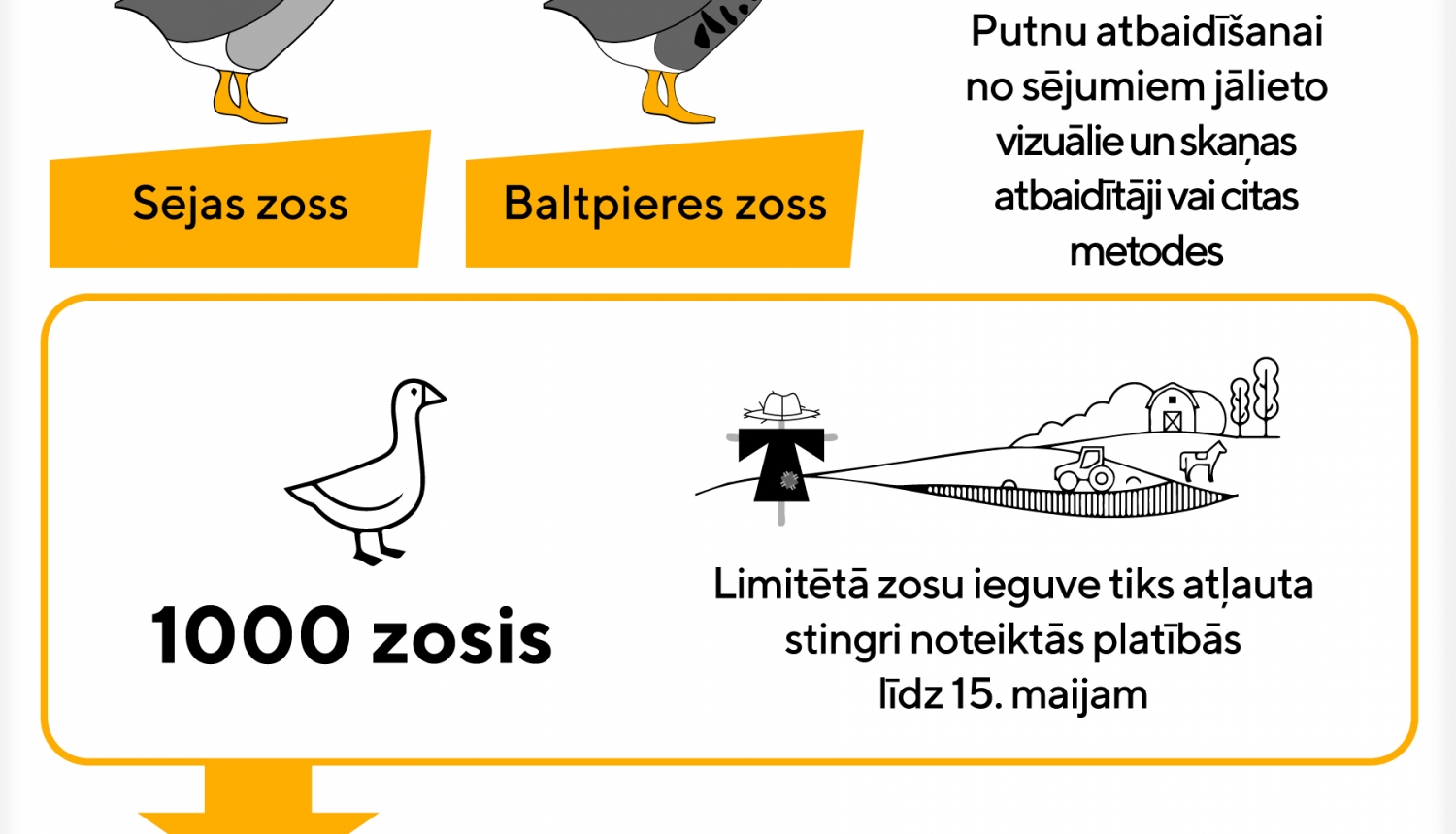 Zemnieku saimniecības varēs saņemt atļaujas migrējošo zosu atbaidīšanai no sējumiem